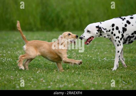 Dalmatian and English Cocker Spaniel, 5 months, English Cocker Spaniel Stock Photo