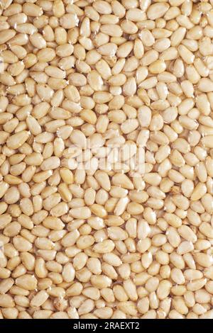 Grains of peeled pine nuts in vacuum packaging close-up in full screen. Stock Photo