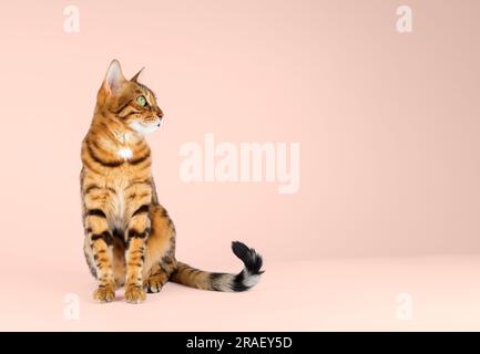 Bengal cat in a photo studio on an orange background. Copy space. Stock Photo