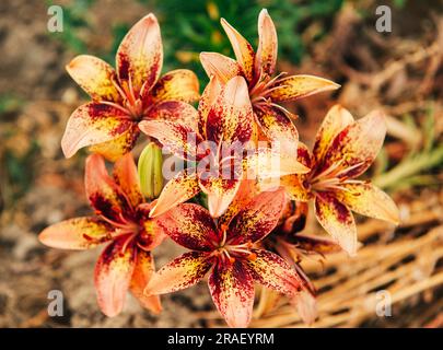Lilium Sunny Morning flower growing in the garden Stock Photo