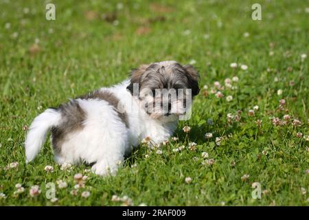 Coton de Tulear, puppy, 8 weeks Stock Photo