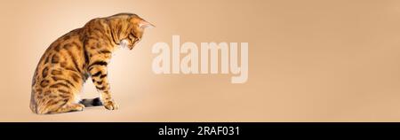 Portrait of a Bengal cat on a colored background. Side view. copy space. Stock Photo