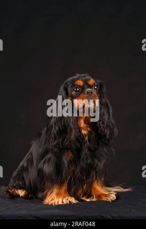 Cavalier King Charles Spaniel, black-brown Stock Photo