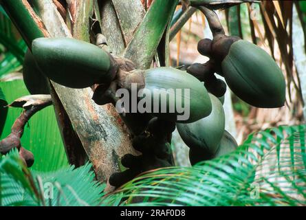 Double Coconut (Lodoicea maldivica), Vallee de Mai national park, Praslin Island, Seychelles, Coco-de-Mer Stock Photo