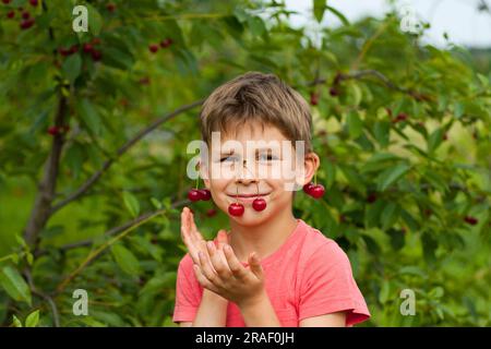 boy picking ripe red cherries from tree in garden. Portrait of happy child with cherries on ears and nose background of cherry orchard. summer harvest Stock Photo