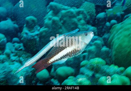 Trumpetfish and Queen Parrotfish, Bonaire, Netherlands Antilles (Aulostomus maculatus) (Scarus vetula), side Stock Photo