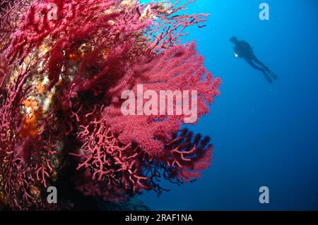 Mediterranean Fan Coral, violescent sea-whip (Paramuricea clavata), Gorgonian Fan, Red Gorgonian, Elba Tuscany, Europe, Italy Stock Photo
