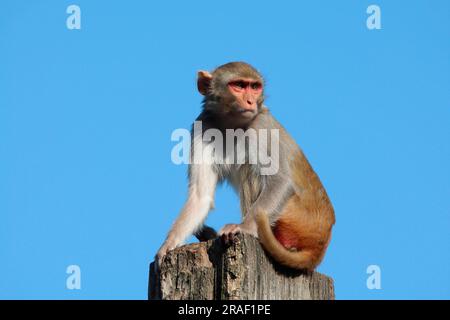 Rhesus macaque (Macaca mulatta) Stock Photo