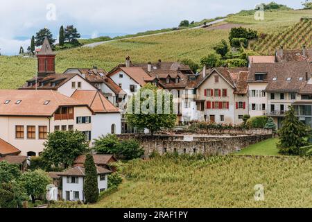 Vineyard terraces at Lake Geneva in spring, Rivaz, Lavaux, Vaud, Switzerland Stock Photo