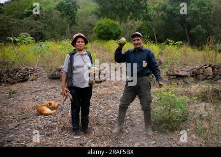 Santa Rosa, Peru; 1st October 2022: A farmer in his plantation in the ...