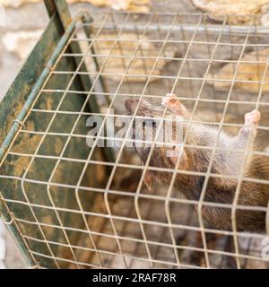 living rat trapped in an iron cage Stock Photo
