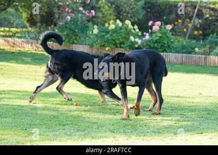 an old female and an old male beauceron or Beauce shepherd play play in a green and flowered garden in summer Stock Photo