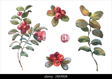 Watercolor vector illustration of Cranberry. Red Lingonberry with green leaves. Botanical hand painted illustration of forest plant Stock Vector