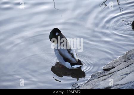 Wild life, Duck cleaning himself on river Elbe in Czechia Stock Photo