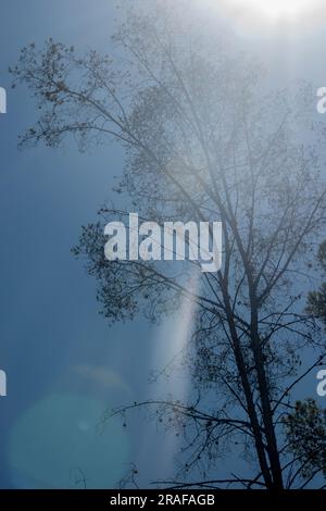 trees seen from below in the forest Stock Photo