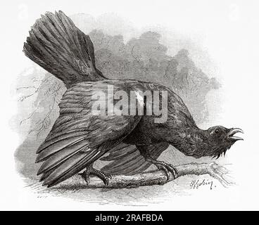 Capercaillie (Tetrao urogallus) Les Vosges mountains, Alsace, Haut-Rhin. France, Europe. Across Alsace and Lorraine by Charles Grad 1884. Old 19th century engraving from Le Tour du Monde 1906 Stock Photo