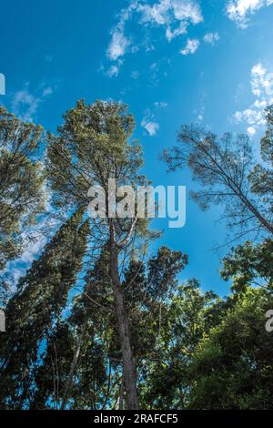 trees seen from below in the forest Stock Photo