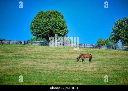 Horse grazing in a field wth fence and tree. Stock Photo