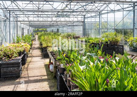 Growing plants for sale in a large greenhouse at a garden centre. Stock Photo
