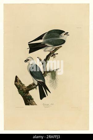 Plate 117 Mississippi Kite Stock Photo