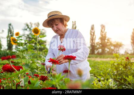 Elderly gardener picks fresh red zinnia in summer garden. Cut flowers harvest. Happy senior woman using pruner. Outdoor hobby Stock Photo
