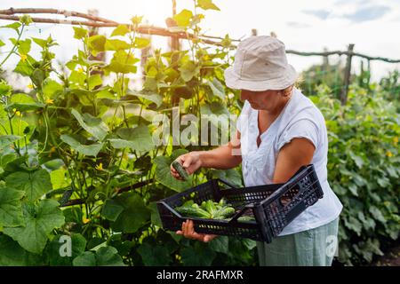 Middle-aged woman picking cucumbers from trellis on summer farm. Farmer harvests vegetables and puts in crate. Healthy home-grown fresh food Stock Photo