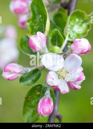 Fresh white and pink flowers of a blooming apple tree with a blurred green background. Blooming apple tree. Vertical image, copy space. Stock Photo
