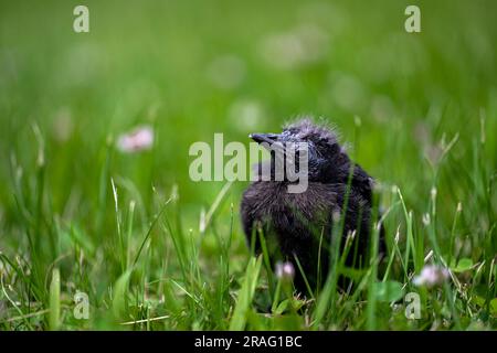 Young Brewer's Blackbird (Euphagus cyanocephalus) Dropped from Its Nest Stock Photo