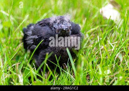 Young Brewer's Blackbird (Euphagus cyanocephalus) Dropped from Its Nest Stock Photo