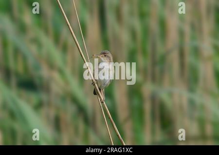 Reed Warbler, Acrocephalus scirpaceus, Gathering nest material Stock Photo