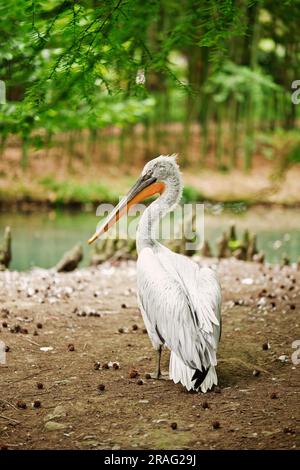 Dalmatian pelican (pelecanus crispus) in full growth stands on the ground near the pond. Huge white pelican bird living in zoo. Stock Photo