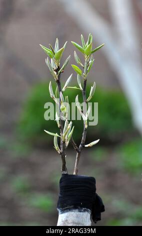 A new variety is grafted on a branch of a fruit tree Stock Photo
