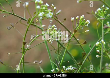 In nature, the field grow Capsella bursa-pastoris Stock Photo