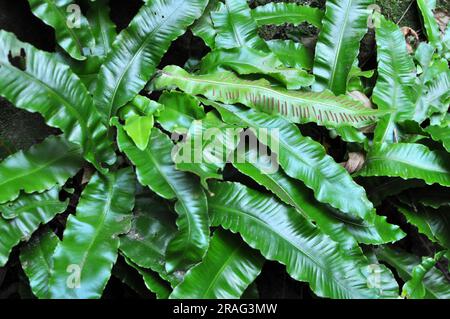 In the wild, ferns of Asplenium scolopendrium grow in the forest Stock Photo