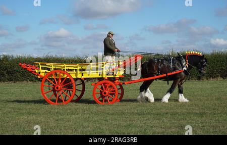 Vintage Hay cart being pulled by Shire Horse. Stock Photo