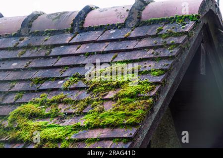 Moss growing on the roof tiles. Close up. Selective focus. High quality photo Stock Photo