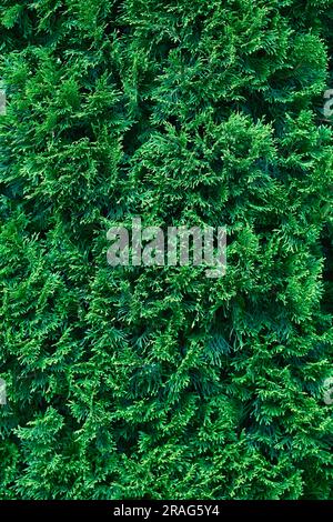 Beautiful green texture of thuja leaves close-up. Background of thuja branches. Beautiful natural background. Stock Photo
