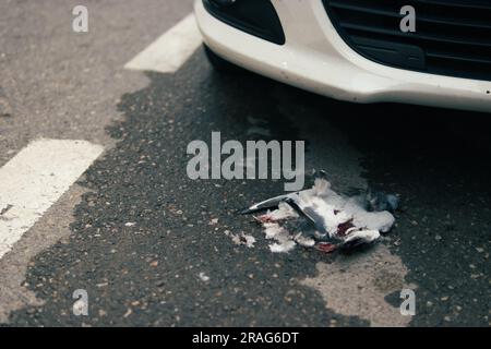 dead bird on the road close-up, there is a place for an inscription, an accident on the road, an insured accident. High quality photo Stock Photo