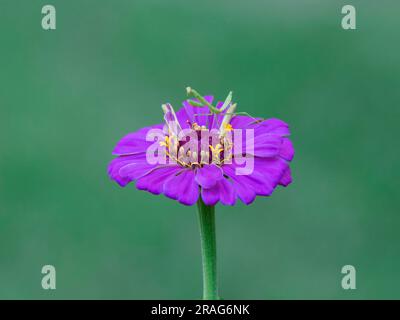 Mantis, Mantodea, commonly known as a praying mantis, a carnivorous insect, resting on a zinnia flower waiting for a meal in a home garden. Stock Photo