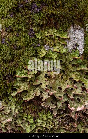 Peltigera canina, dog lichens growing on the green forest moss Stock Photo