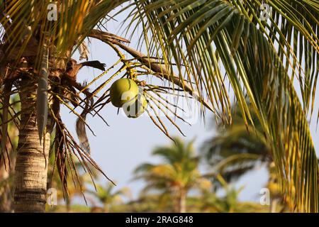Coconut palm with coconuts on a sky background. Tree on a tropical beach Stock Photo