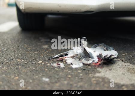 a close-up of a bird that was hit by a car lies on the road, a close-up of a dead bird,an insured event, an accident on the road. High quality photo Stock Photo