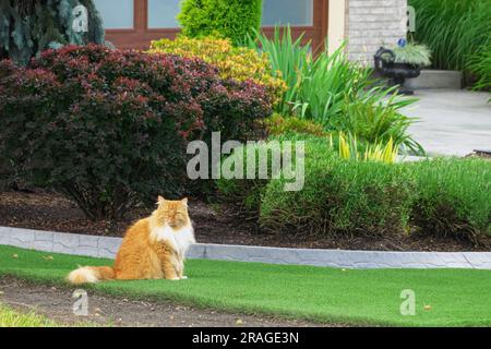 Fluffy orange and white cat in the garden (Felis catus). British Columbia, Canada. Stock Photo