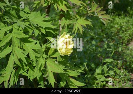 one isolated yellow peony blossom in the garden in sunny day Stock Photo