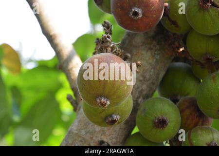 green and red  Ficus auriculata on the stem in the garden Stock Photo