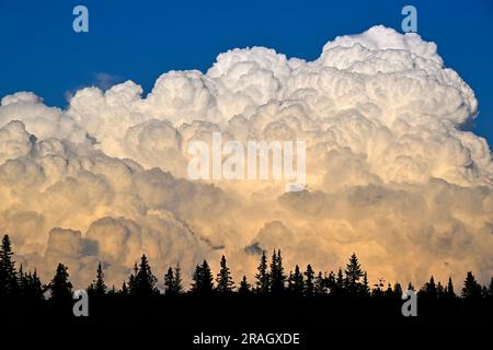 A large puffy white thunder cloud in evening light over rural Alberta Canada. Stock Photo