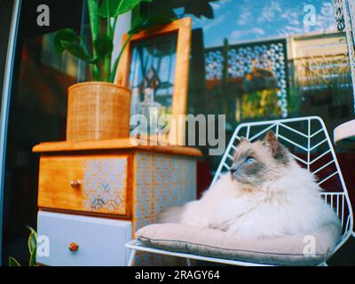 Ragdoll Lounging, Fremantle Western Australia Stock Photo