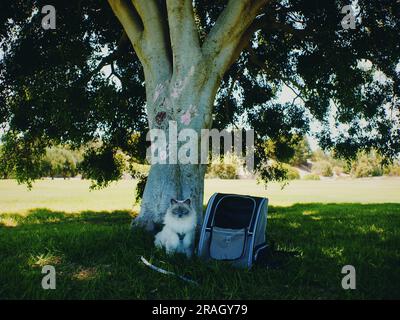 Cat and Cat Backpack Under Tree, Perth Western Australia Stock Photo