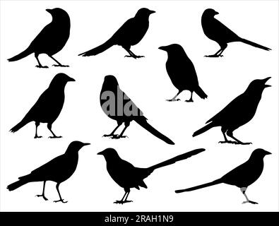 Set of Magpie Bird Silhouette Stock Vector