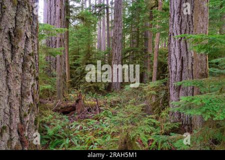 Giant trees and lush foliage in the Cathedral Grove of MacMillan Provincial Park, Vancouver Island, British Columbia, Canada. Stock Photo